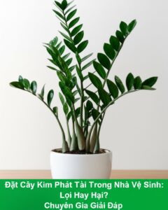 Đặt Cây Kim Phát Tài Trong Nhà Vệ Sinh: Lợi Hay Hại? Chuyên Gia Giải Đáp