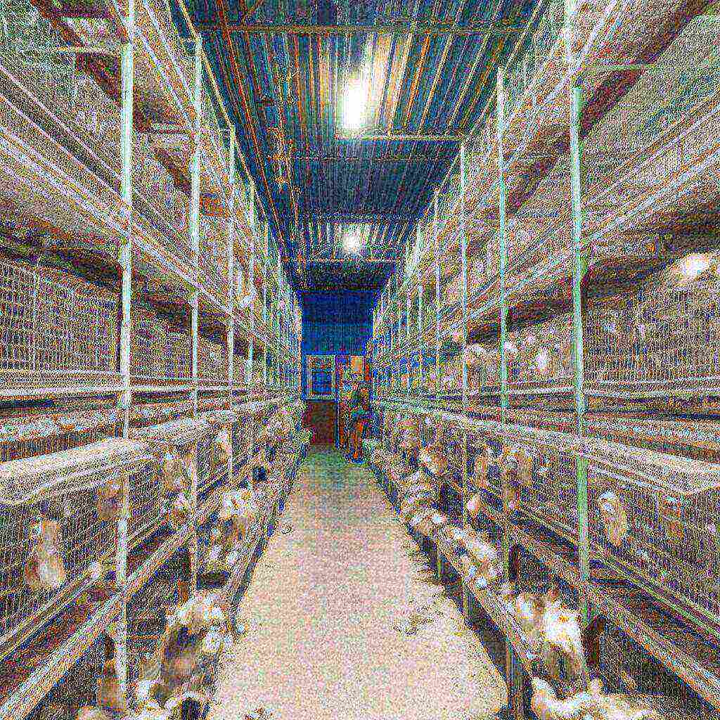 Hình minh họa cho bài viết: Cách Dọn Vệ Sinh Nhà Yến Chuẩn Kỹ Thuật: Tăng Sản Lượng & Bảo Vệ Đàn Yến